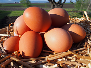 平飼い自然たまごのイメージ