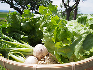 自然栽培の野菜のイメージ